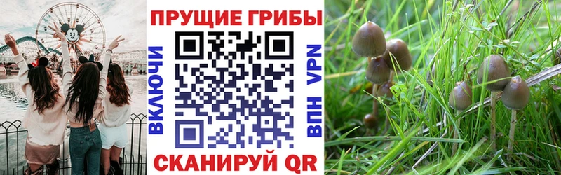 купить наркотики сайты  Называевск  Псилоцибиновые грибы MAGIC MUSHROOMS 